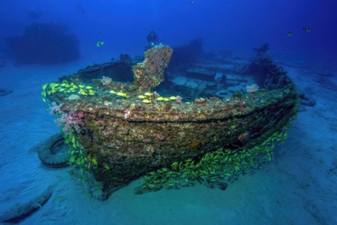Diver looking at small wreck Shipwreck Water Lily in front of it school of fish of blue stripe snapper