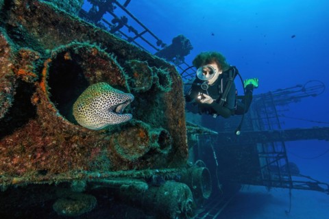 Diver looking closely at moray eel giant moray