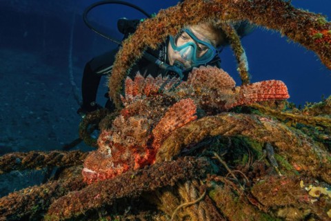 Diver looking closely at dripping tassled scorpionfish