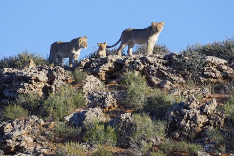 African lions