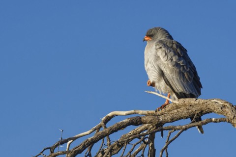 Pale chanting goshawk