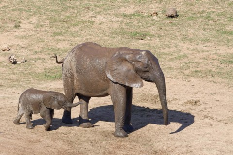 African bush elephants