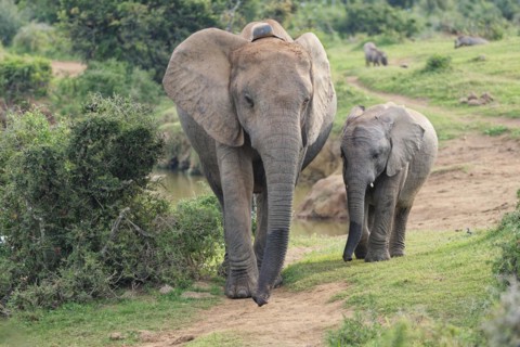 African bush elephants