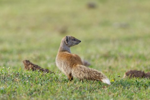 Yellow mongoose