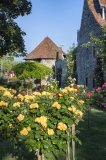 The Rose Garden in the old town of Radolfzell on Lake Constance with the historic town wall and the Powder Tower
