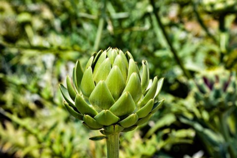 Budding inflorescence of an artichoke