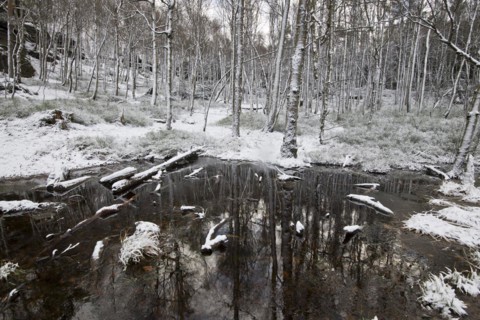 Wintery snowy forest on the Tyssa Walls