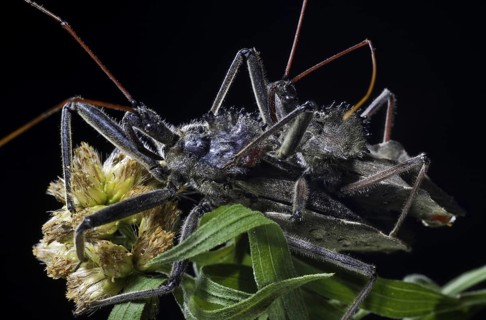 Mating Wheel Bugs