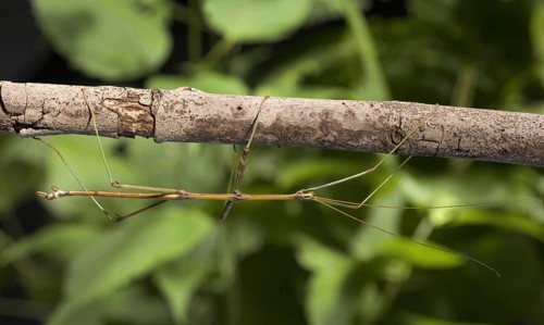 Walking Stick Insect