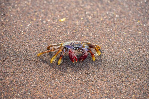 Red rock crab