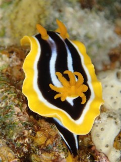 Africa star snail