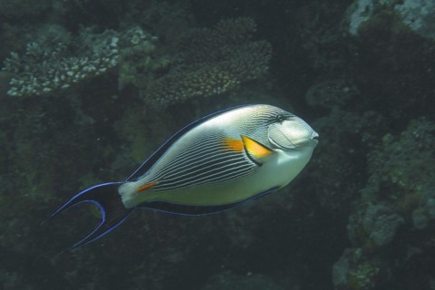 Red sea clown surgeon