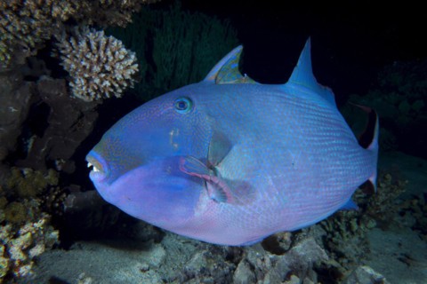 Blue triggerfish