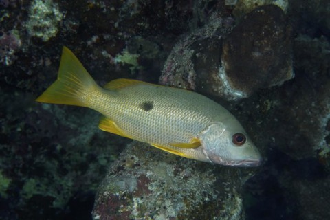 Ehrenbergs snapper