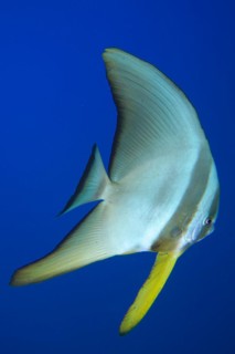 Juvenile roundhead batfish