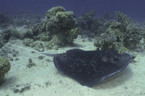Blackspotted stingray