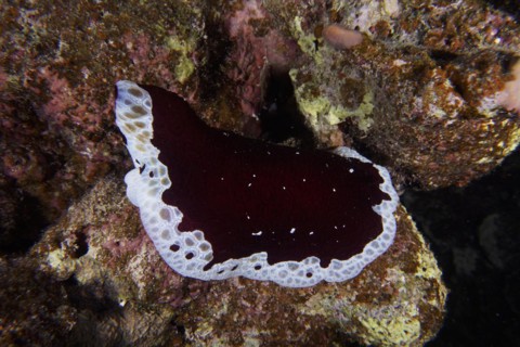 Large sofa cushion snail