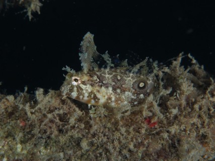 Well camouflaged sabre-tooth blenny