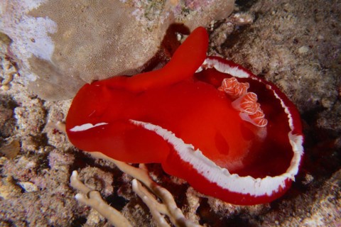 Spanish dancer