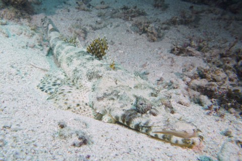 Tentacled flathead