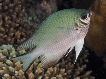 Maldives damselfish