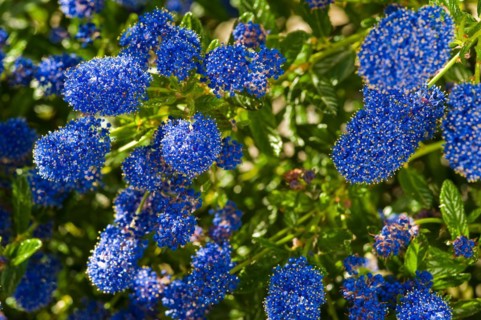 Ceanothus Concha