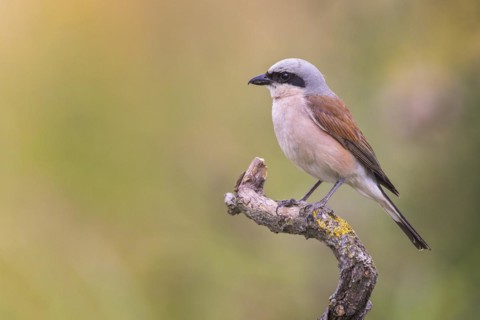 Red-backed Shrike