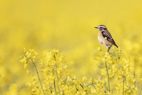 Whinchat