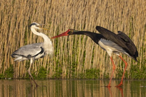 Grey heron