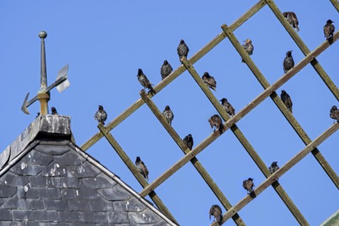 Common starlings