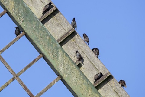 Common starlings