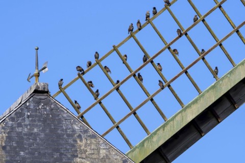 Common starlings
