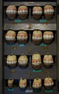 Wooden box with replicas of horses' set of teeth of all age development stages as help for aging horses
