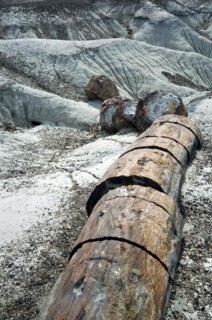 Broken petrified logs exposed by erosion