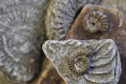 Ammonite fossils