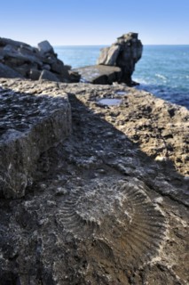 Ammonite fossil embedded in rock near Pulpit Rock on seashore at Portland Bill on the Isle of Portland along the Jurassic Coast