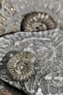 Ammonite fossils