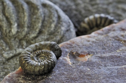 Ammonite fossils