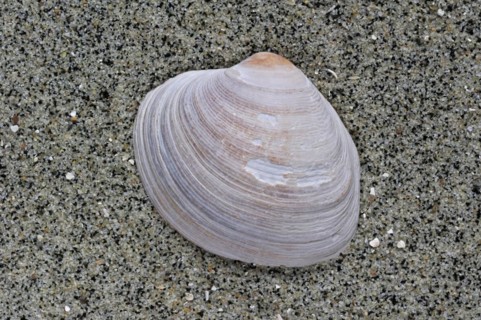 Fossil of the Carpet shell