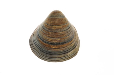 Fossil shell Corbicula fluminalis on white background