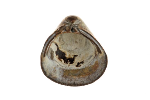 Fossil shell Corbicula fluminalis on white background