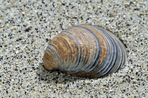 Fossil shell Corbicula fluminalis on beach
