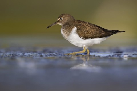 Common sandpiper