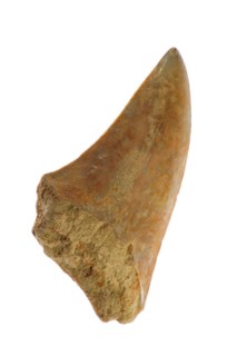 Shark's tooth fossil on white background
