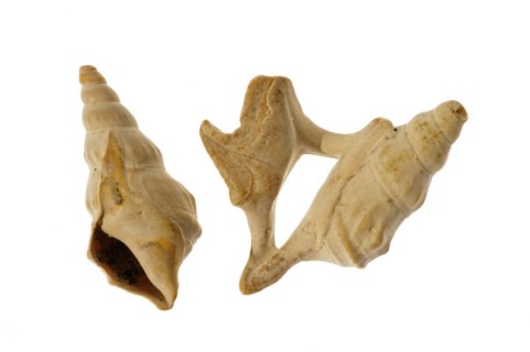 Pelican's foot