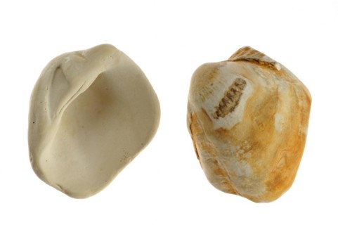 Fossilized cockles