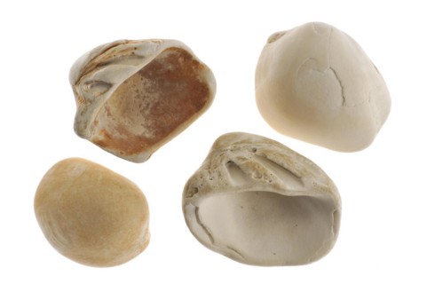 Fossilized cockles