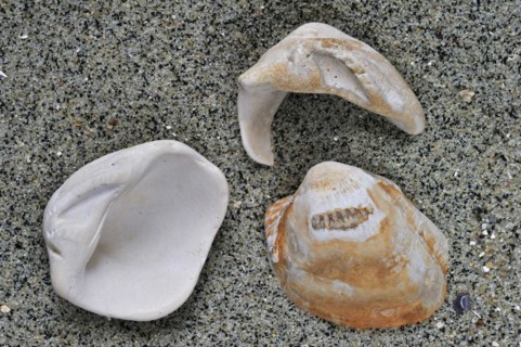Fossilized cockles