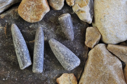 Fossil guards of belemnites