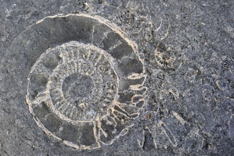 Ammonite fossils embedded in rock on beach at Pinhay Bay near Lyme Regis along the Jurassic Coast